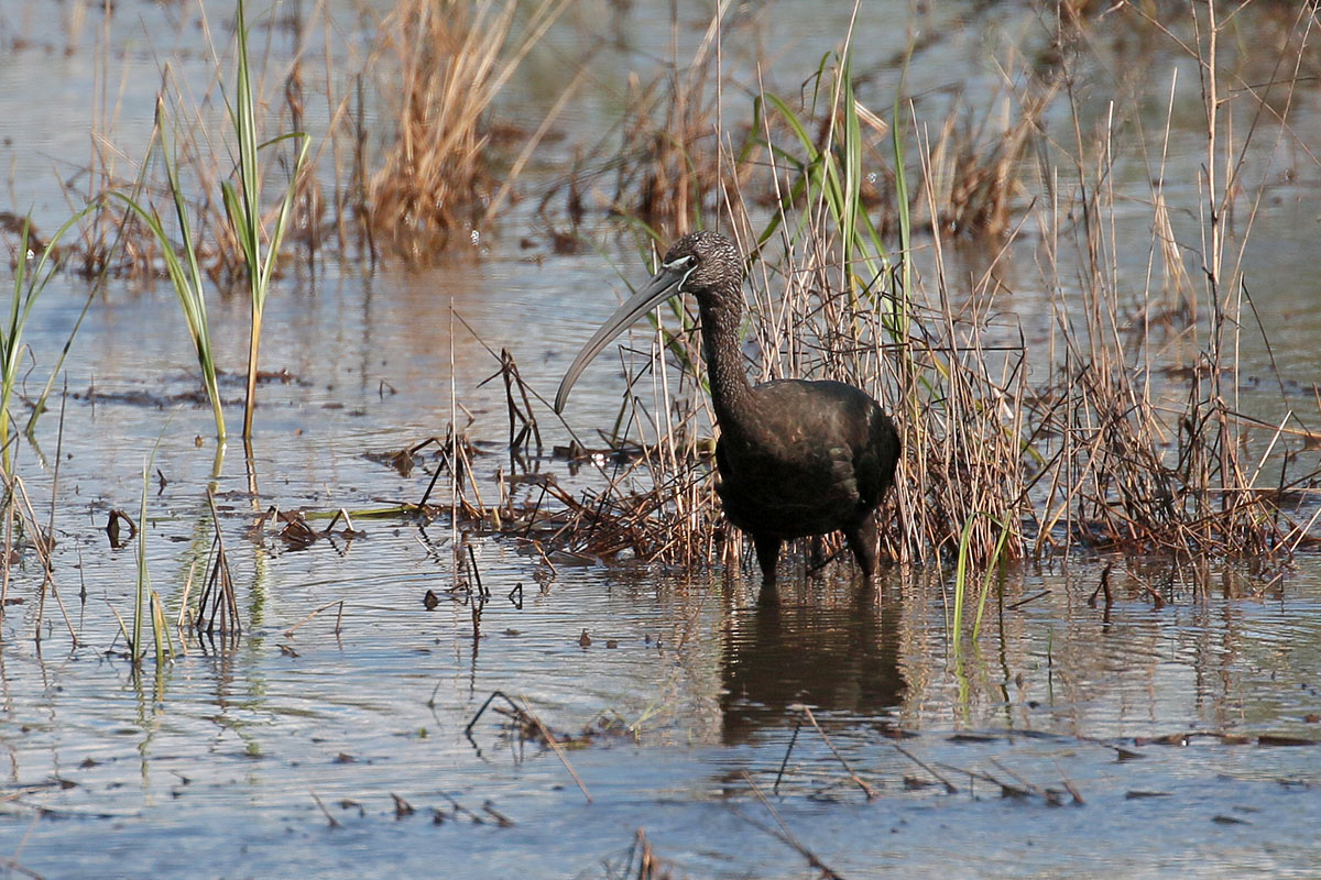 Zwarte ibis